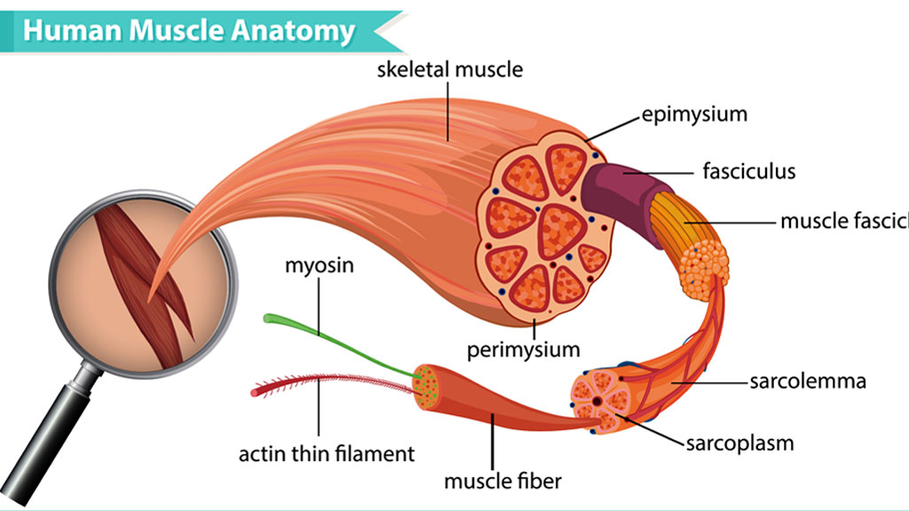 هایپرتروفی عضلانی چیست؟ + عوامل محرک و انواع آن