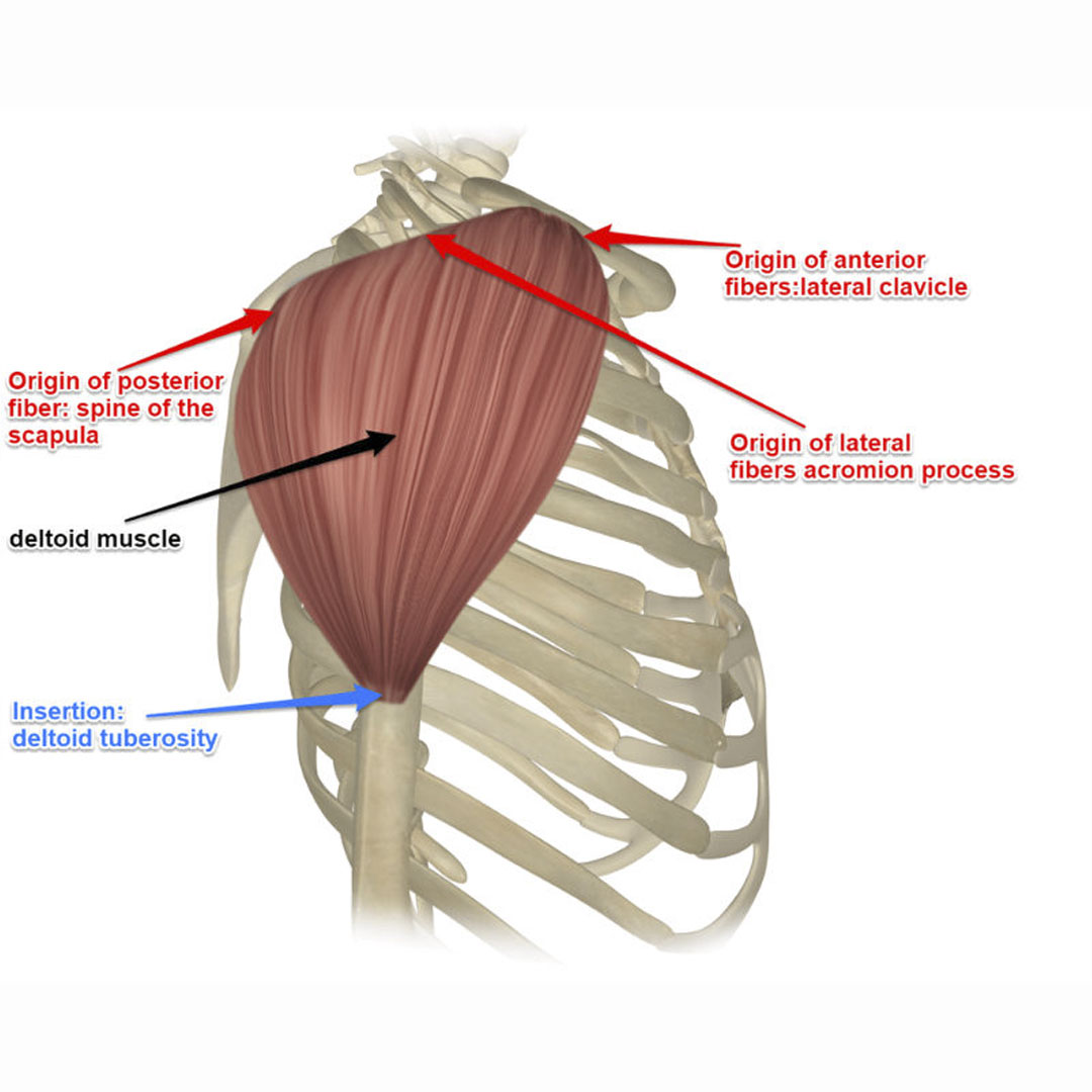 Shoulder Muscle