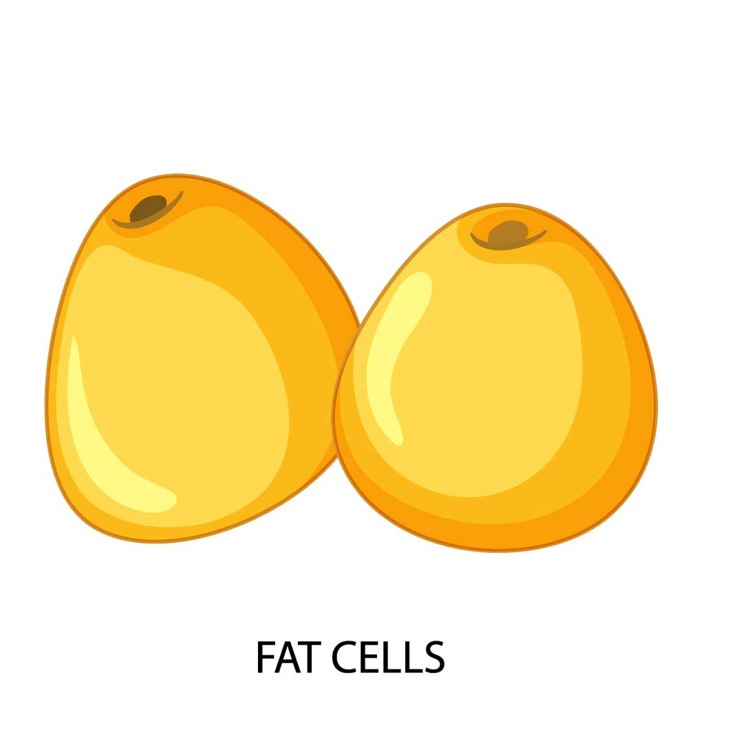 سلول های چربی
